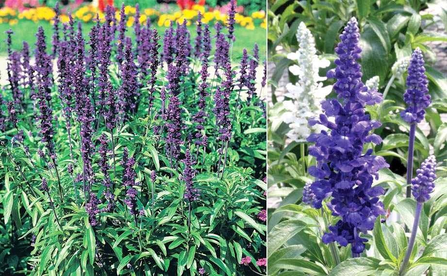 サルビア ファリナセア レア｜WEBカタログ｜未来アグリス株式会社|未来