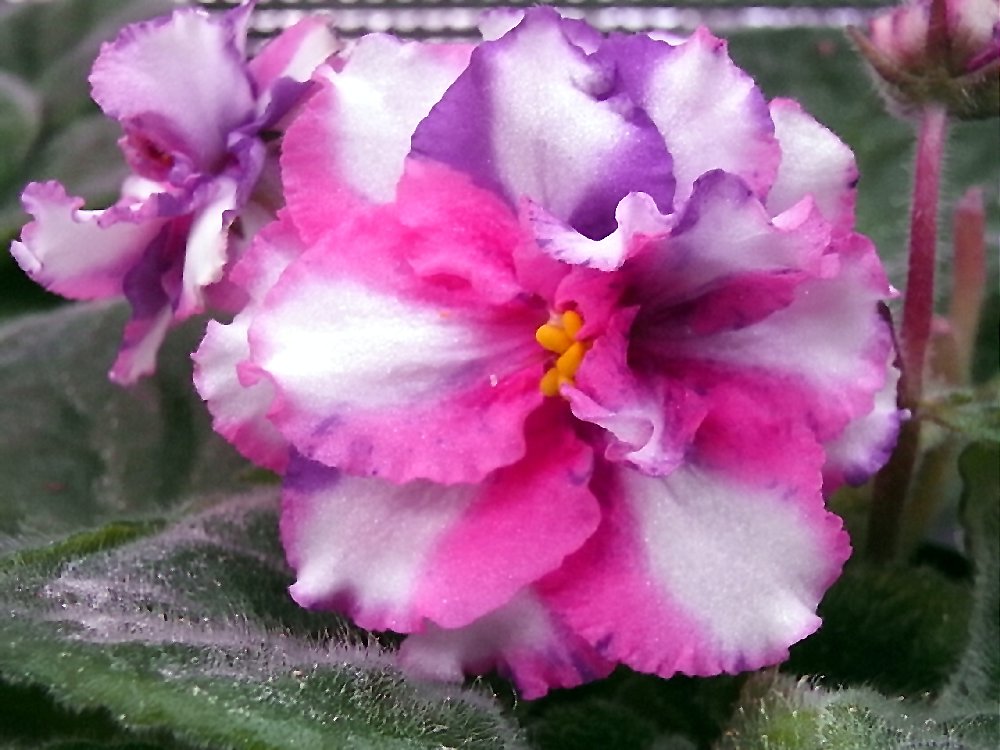 セントポーリア Zaca's ette 初開花株 縞花 セントポーリア Zaca's