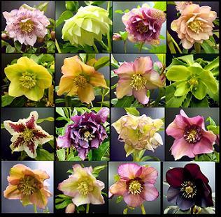 ｸﾞﾘｰﾝｼｮｯﾌﾟ フェニックス【胡蝶蘭】《K》:最高級シンビジューム