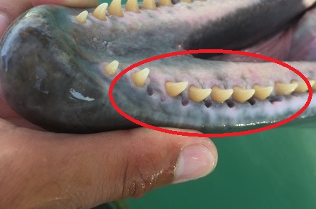 イルカの口の中 | マリンピアザオキナワ・もとぶ元気村のスタッフブログ