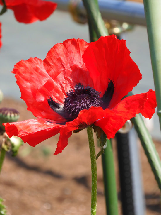 2022年05月09日の記事 | K U R A D A S H I