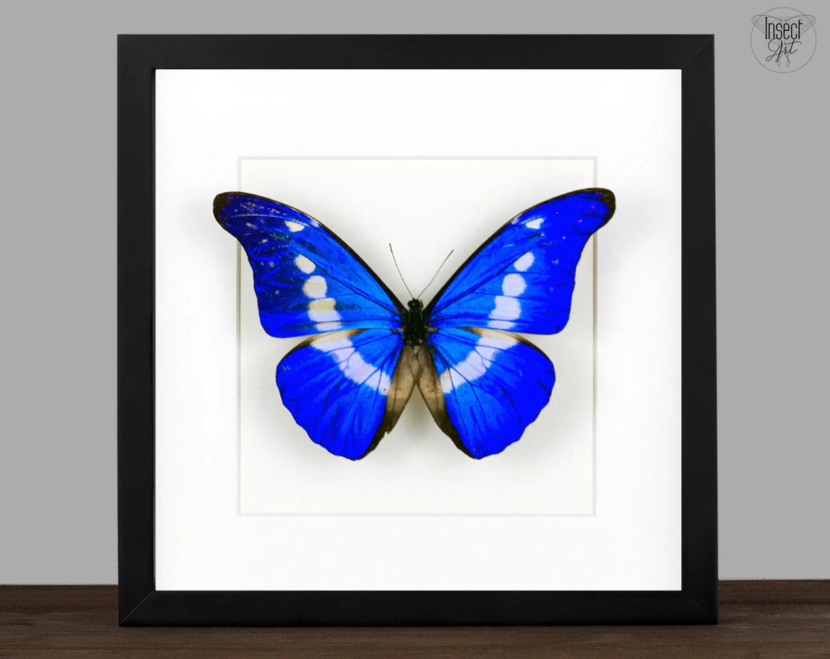 schmetterlinge-morpho-