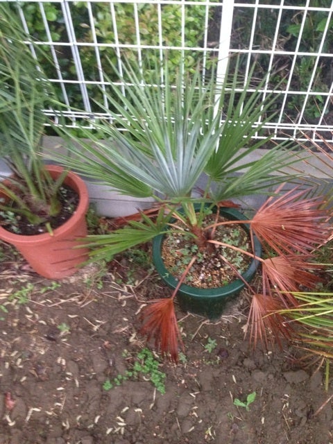 ブラヘアSPスーパーシルバー ヤシの木販売 | 埼玉県 羽生市のやしの