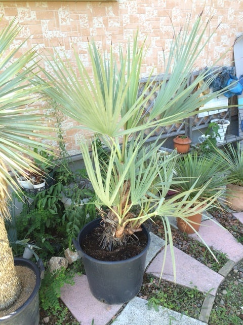 巨大なナンノロプス・リチアナ！ | 埼玉県 羽生市のやしの木屋さん