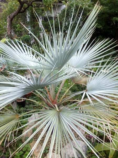 ブラヘア・アルマータの幹が縦に伸び始めました。 | コタブロ日記 多肉