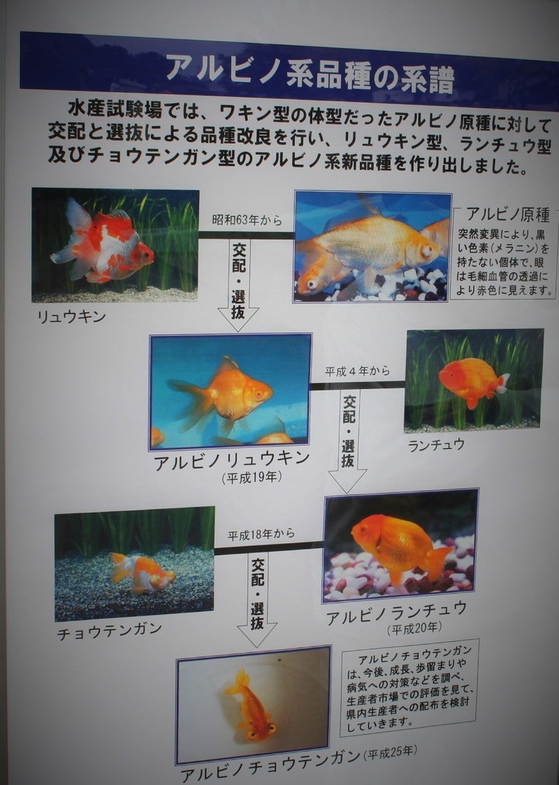 迷子の金魚ちゃん○○弥富日本一2014○○ | やさしいきんぎょ