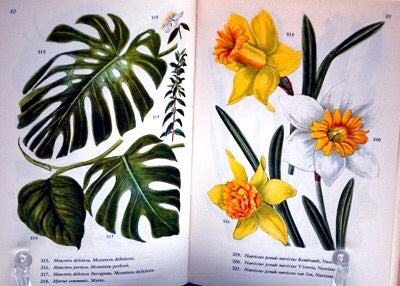 ○フランスの観葉植物・植物図鑑のヴィンテージ洋書 | 海外の