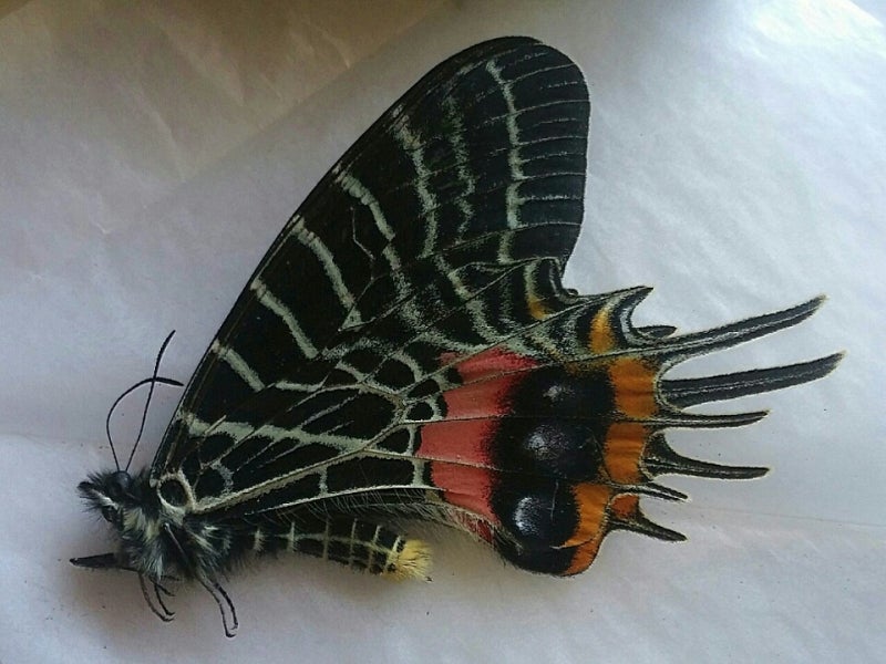 ヒマラヤの貴婦人 | 蝶に魅せられた旅人