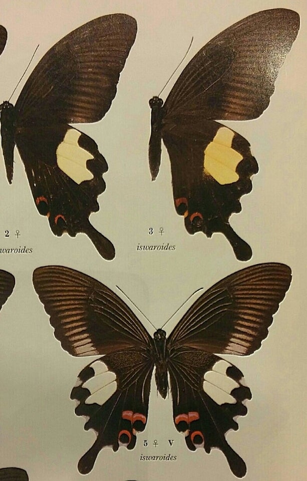 東南アジア蝶紀行Ⅳ 54 | 蝶に魅せられた旅人