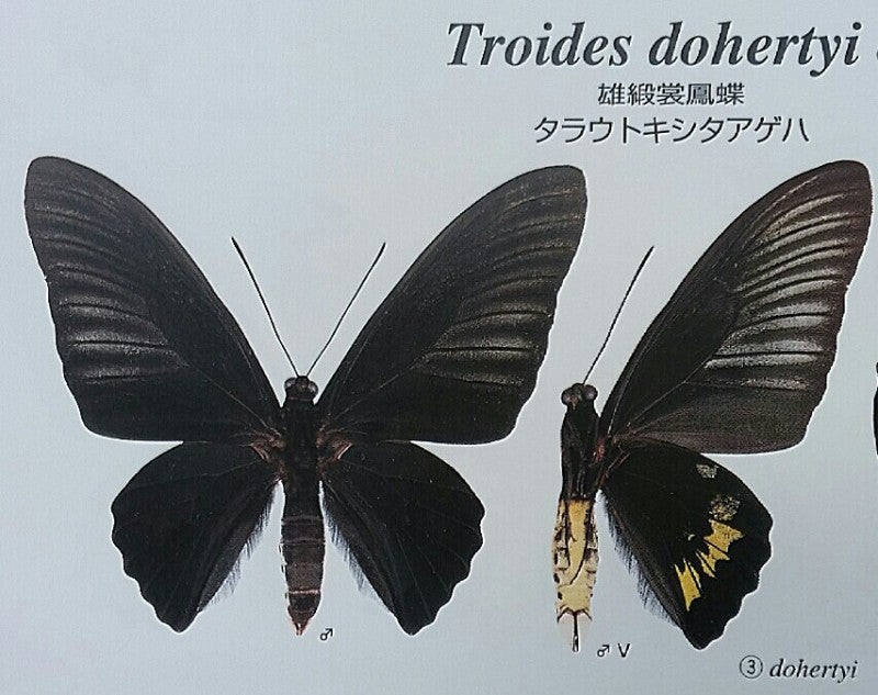 黒いキシタアゲハ | 蝶に魅せられた旅人