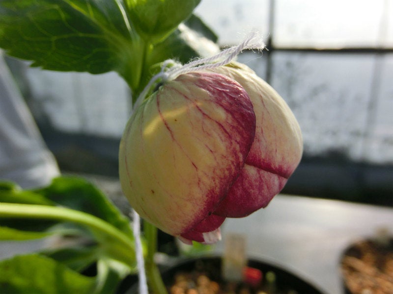 クリスマスローズ『手毬』 | 加藤農園のブログ