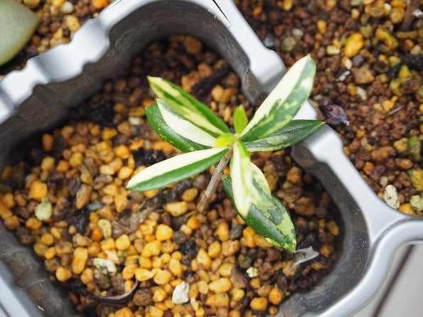 斑入りオリーブの赤ちゃん苗を植え替え | ブログ版Olive&SucculentGarden