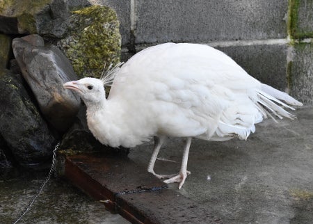 白孔雀のヒナがこんなに大きくなりました。 | みなみちゃんだより