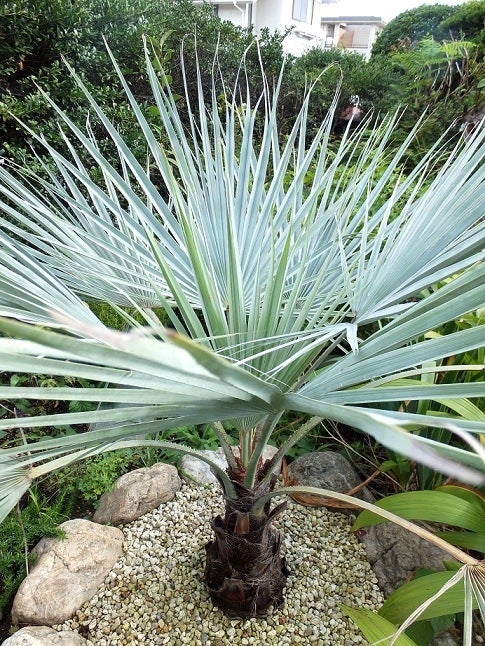 地植えのブラヘア・アルマータ ・・・の過去ログです。 | コタブロ日記