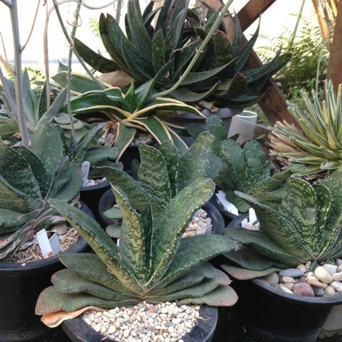 チョットはずれてガステリア | 多肉ライダーの超真面目なテキトー