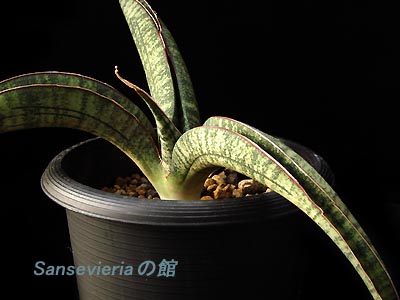 サンセベリアの館