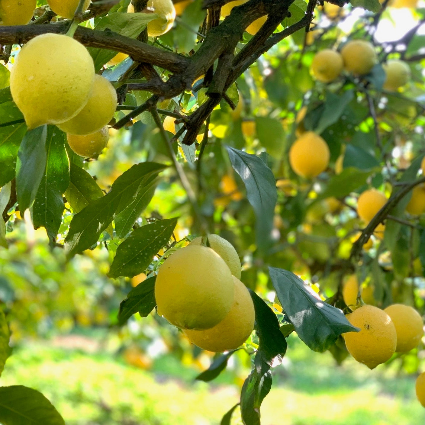 素材で選ぶ「瀬戸内レモン」 – センナリ おいしさ研究所 大地：有機JAS