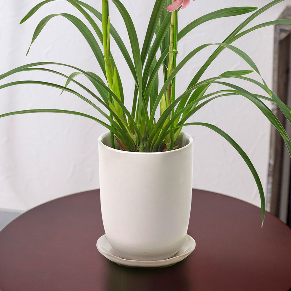 高知県 石田蘭園 テーブルシンビジウム（ピンク系） | 花・花束を贈る