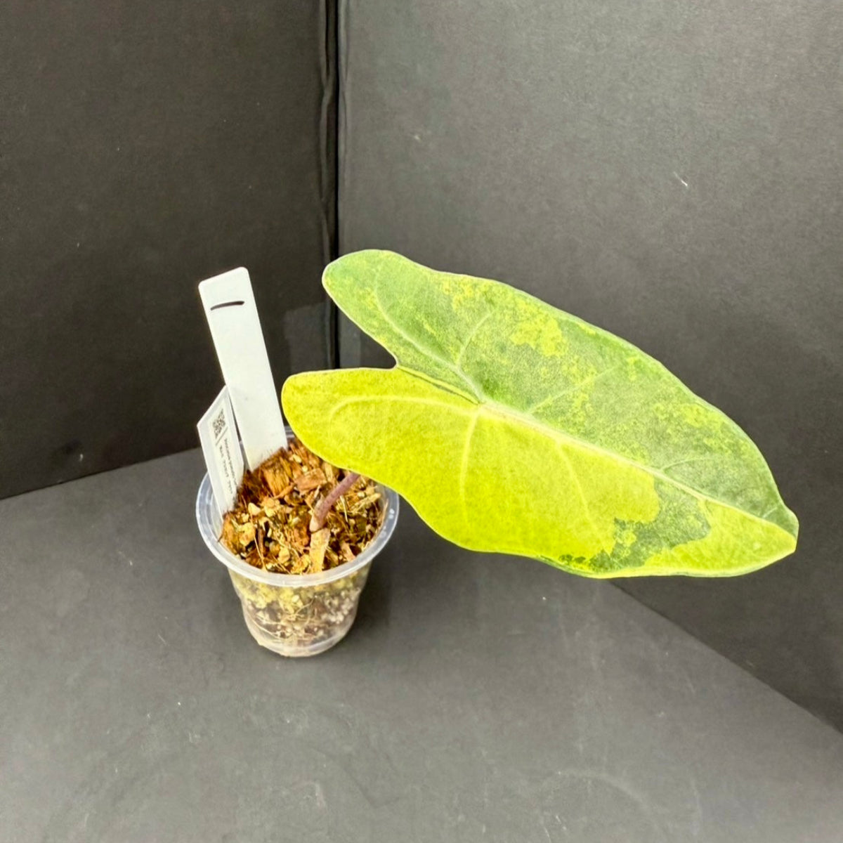 アロカシア ゼブリナ I インドアプランツ I プラントソサエティ 180539