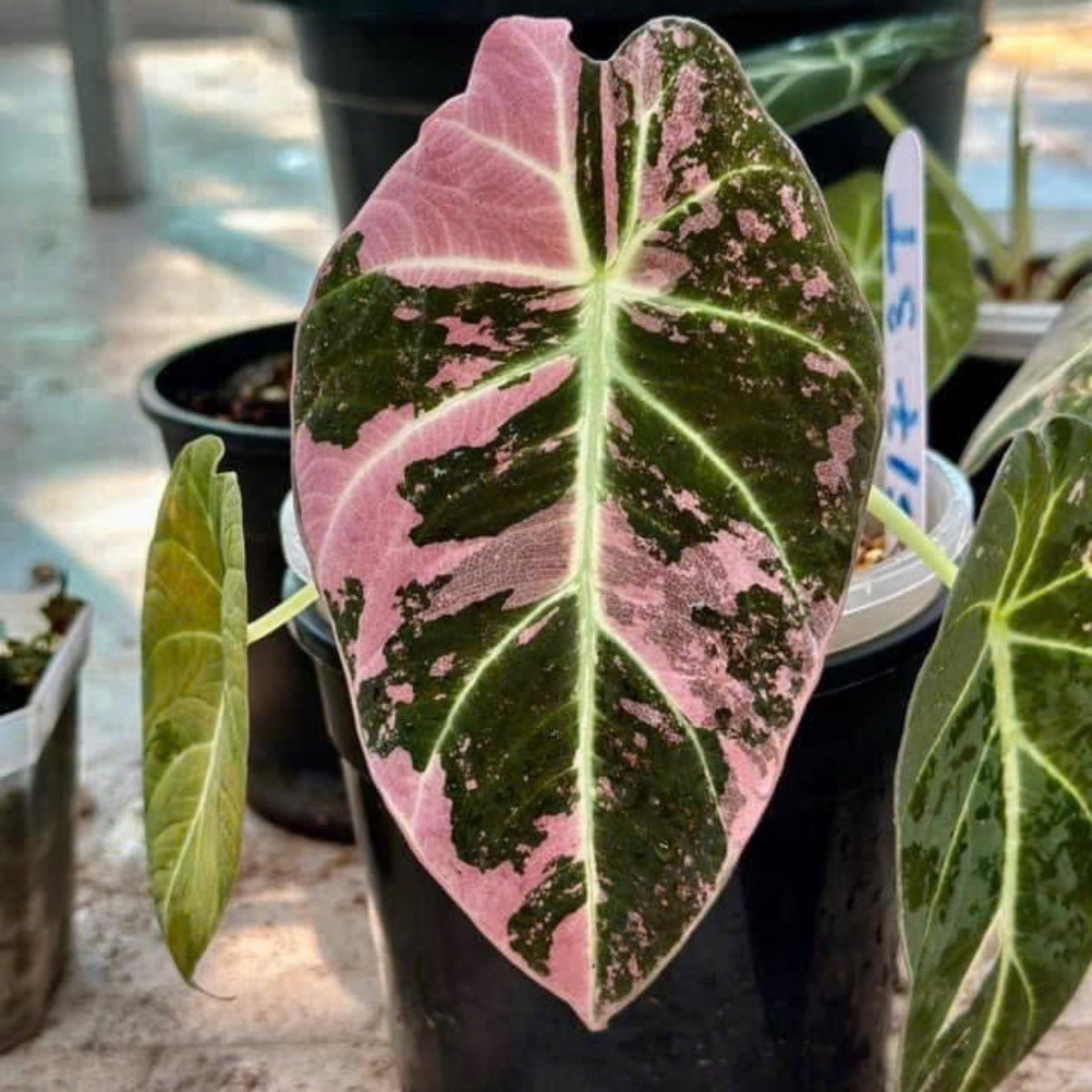 セール】アロカシア・レギヌラ 'ブラックベルベット' ピンク斑入り 2号