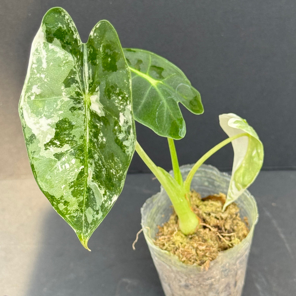 アロカシア 'グリーンベルベット バリエガータ(斑入り)' 2号サイズ