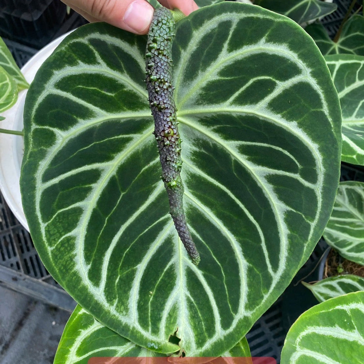アンスリウム Anthurium 'Dorayaki' Hybrid – RARE PLANTS JAPAN (レア