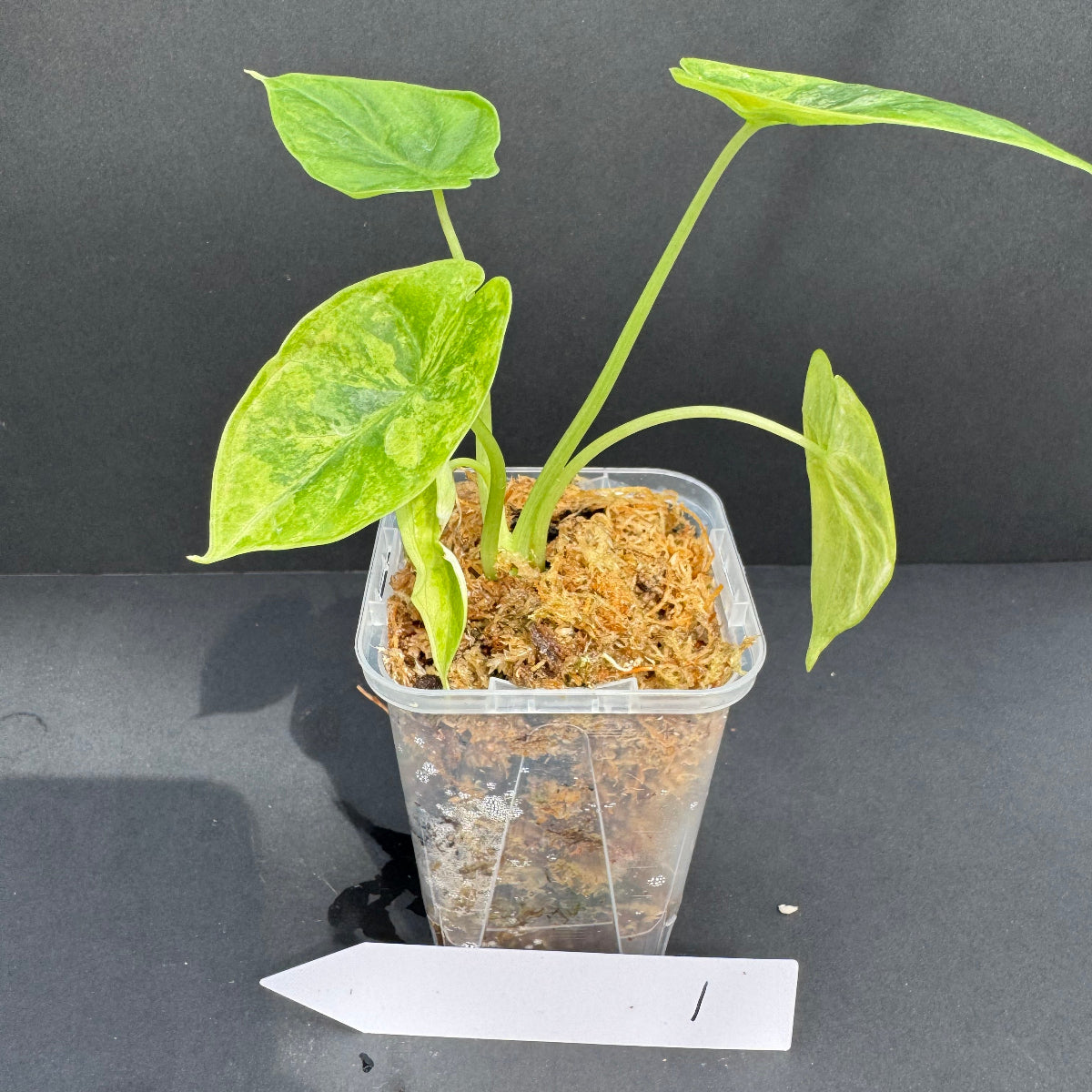 アロカシア 'ドラゴンスケール' 斑入り – RARE PLANTS JAPAN (レア