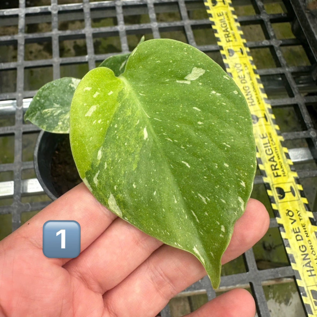 予約販売】【コレクション】モンステラ・デリシオーサ 'ミラクル (タイ