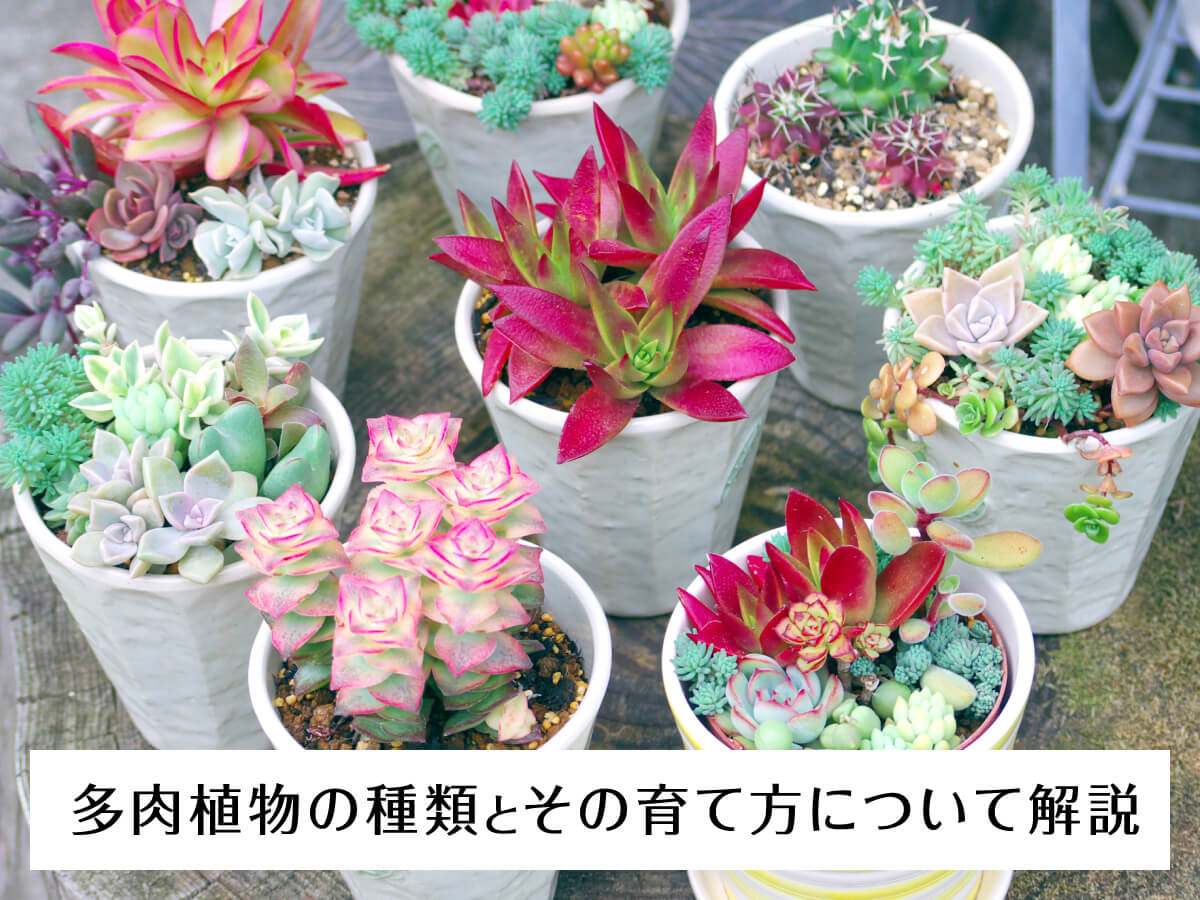 Explanation of types of succulents and how to grow them – 多肉植物
