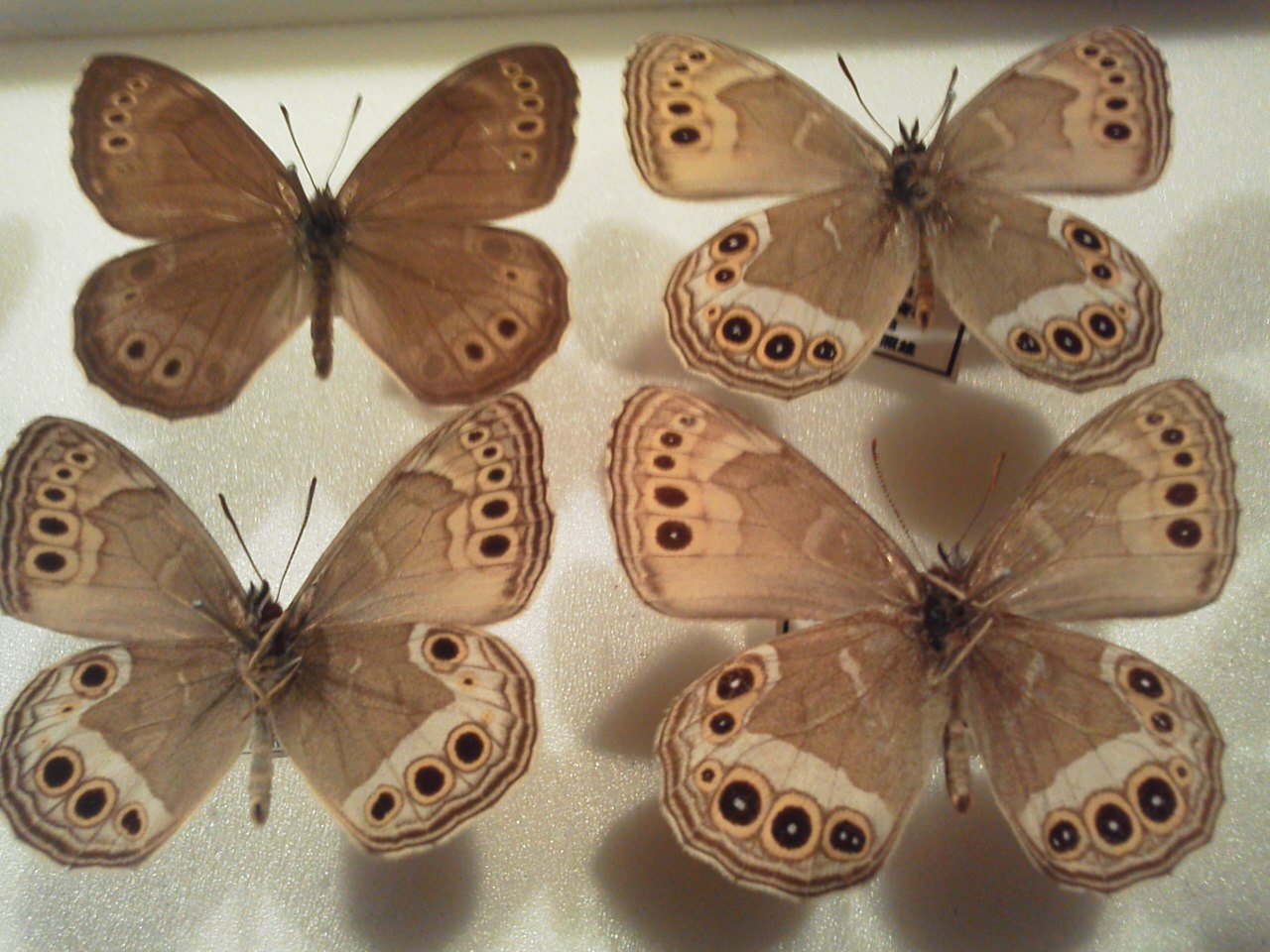 ウラジャノメ: 蝶屋（Tefu-ya）のブログ