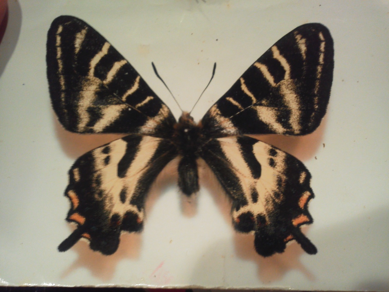 ギフチョウ: 蝶屋（Tefu-ya）のブログ