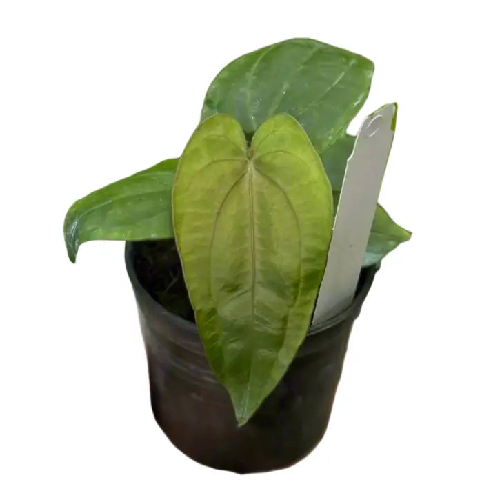 Anthurium dressleri x dressleri - TEG | Rare Aroid Hybrid – Thai