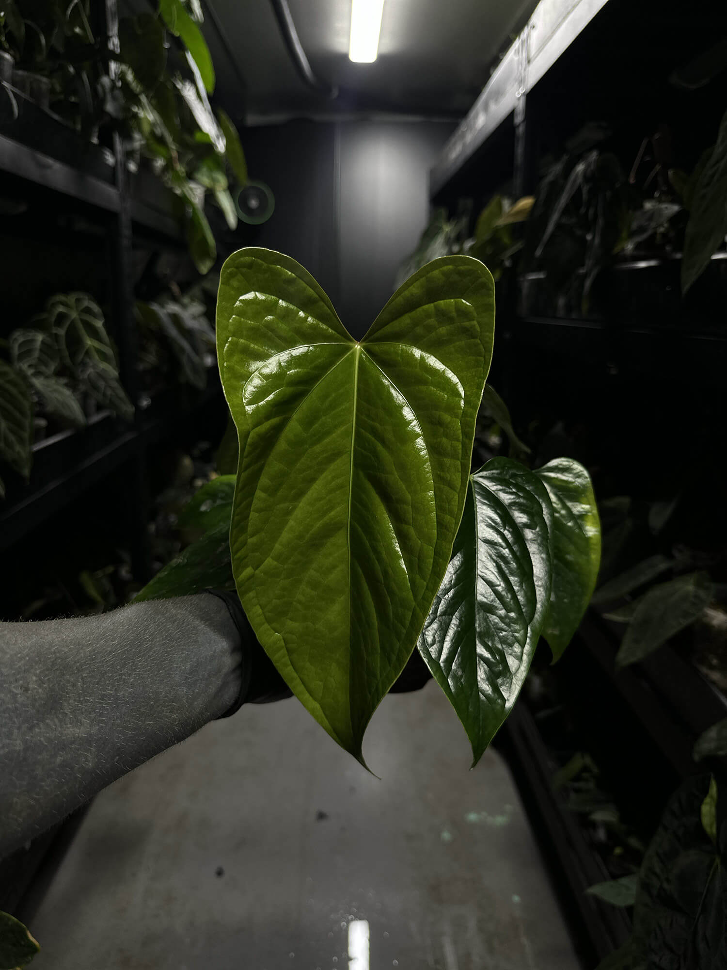 Anthurium subsignatum x luxurians – The Plant Plug