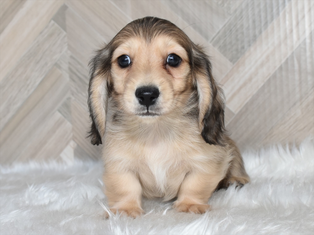 ミニチュアダックスフンド、シェーデッドイエローのオス（おひげ母