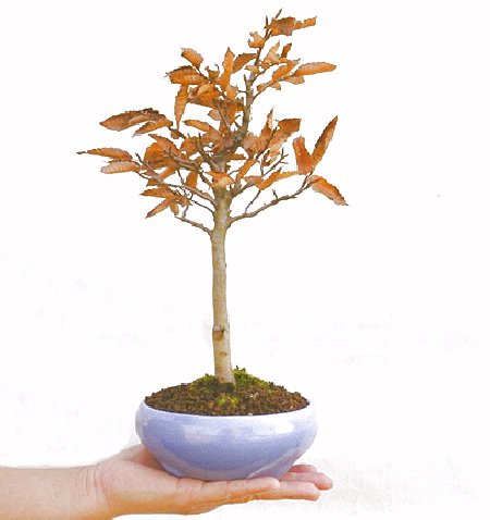 東京盆栽,ぶな,ブナ,富士ぶな,白神山地,母の日,母の日ギフト,父の日,父