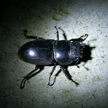 ツシマヒラタクワガタ