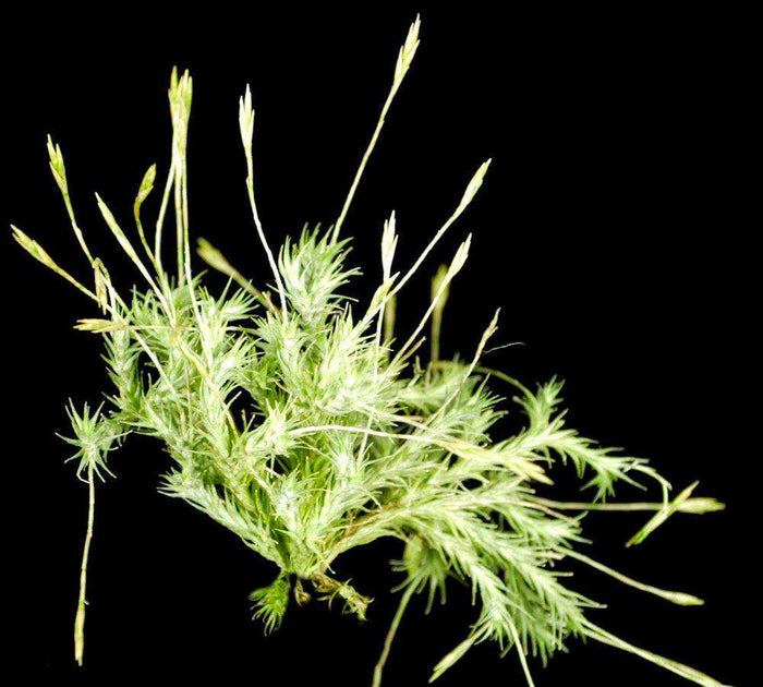 Tillandsia tricholepis – Tropiflora