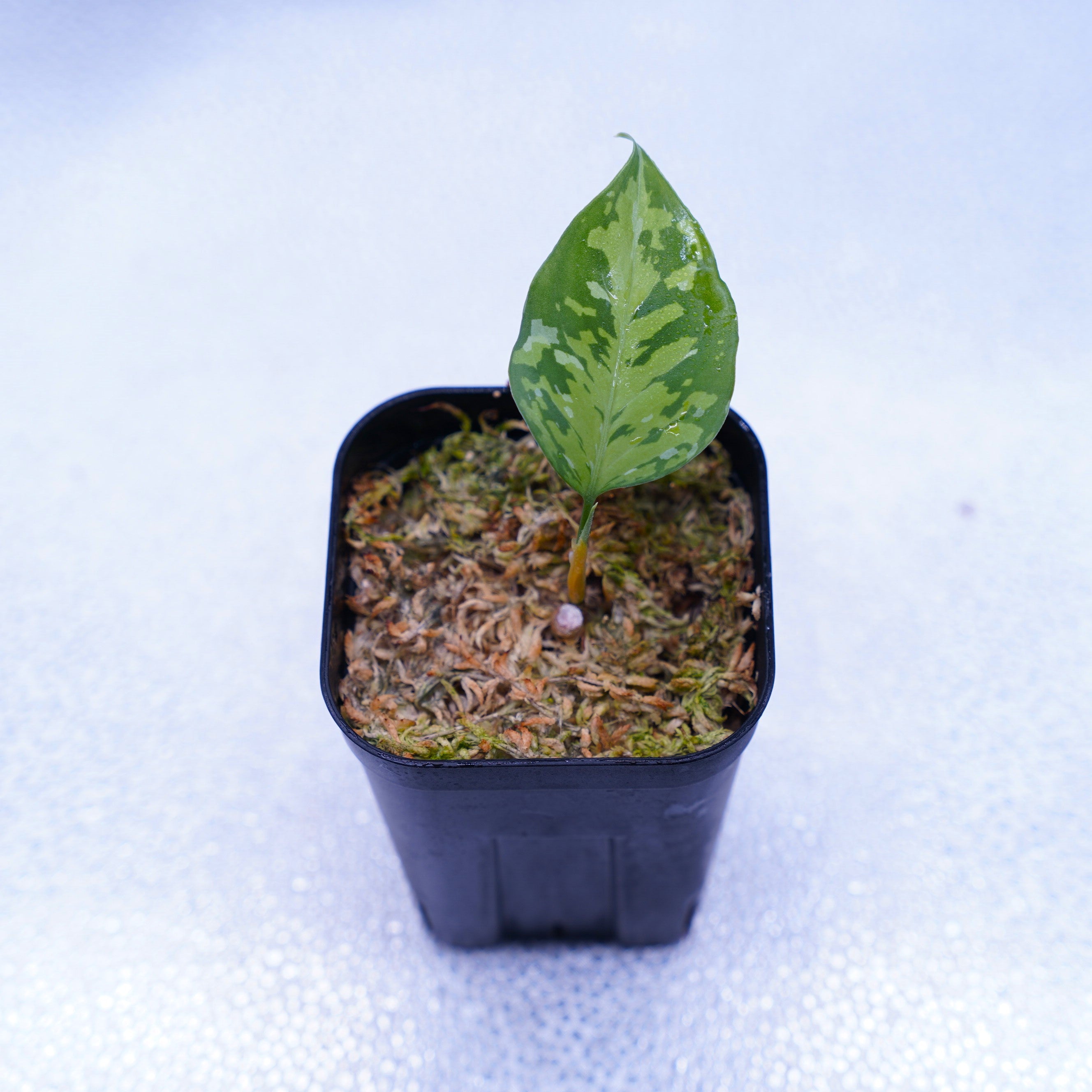 出射便＞Aglaonema Pictum Tricolor “Andaman” Port Blair – undried