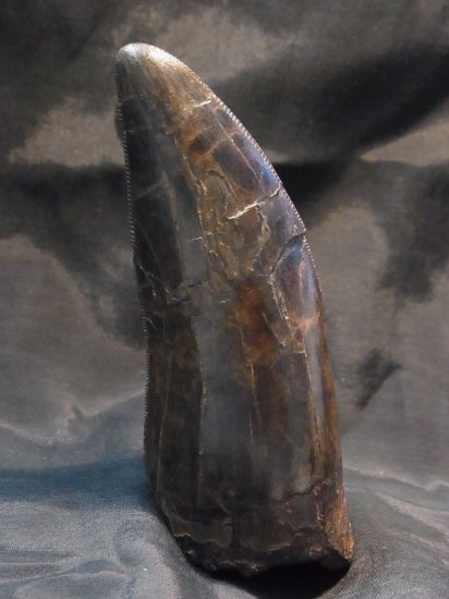 ティラノサウルス実物歯化石①