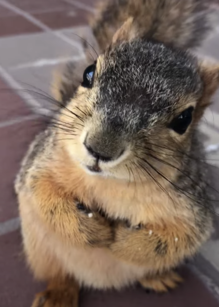 近くで見ると最高に可愛い！ おやつを食べるリスさん。 | どうぶつの