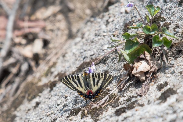 新潟県下越地方のギフチョウⅤ（2024年4月12日～14日）（蝶の