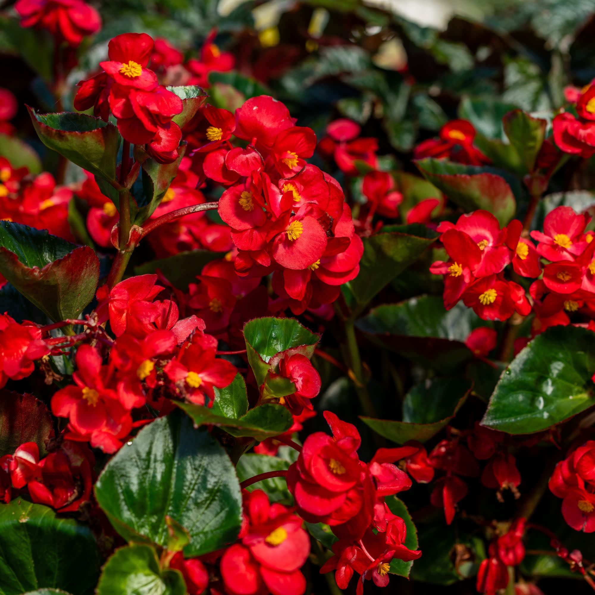 Begonia | Surefire® Cherry Cordial™ | Proven Winners® Annuals