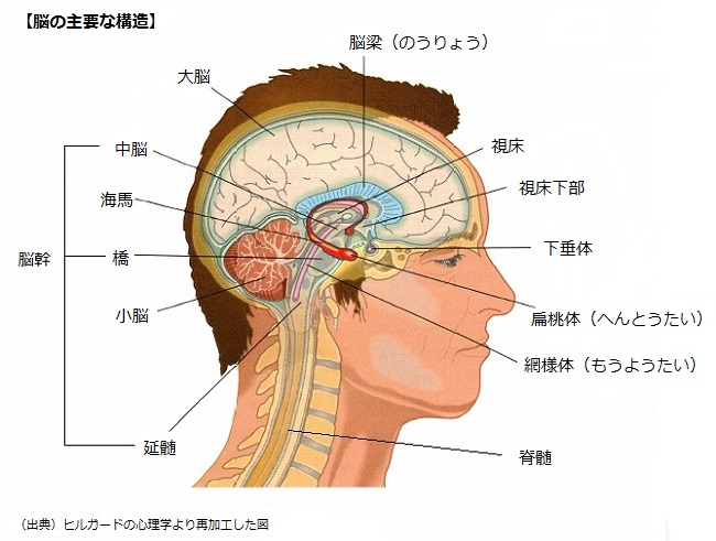 生物学的基礎】脳の構成と機能 | 心理学の教科書・基礎からの心理学