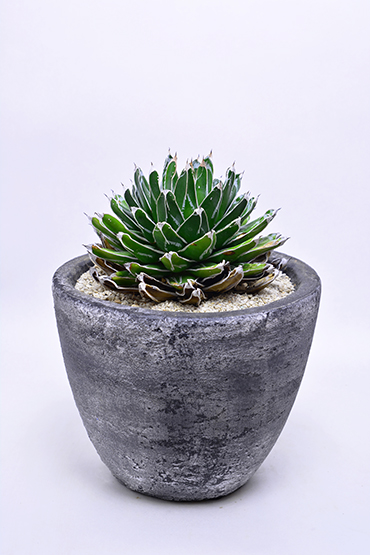 テ*ラ様 姫笹の雪 抜き苗 アガベ 株元に子株有 アガベ・姫笹の雪 | trigger