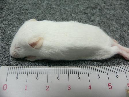 CANDLE(キャンドル) / 冷凍マウス・ホッパー20匹セット