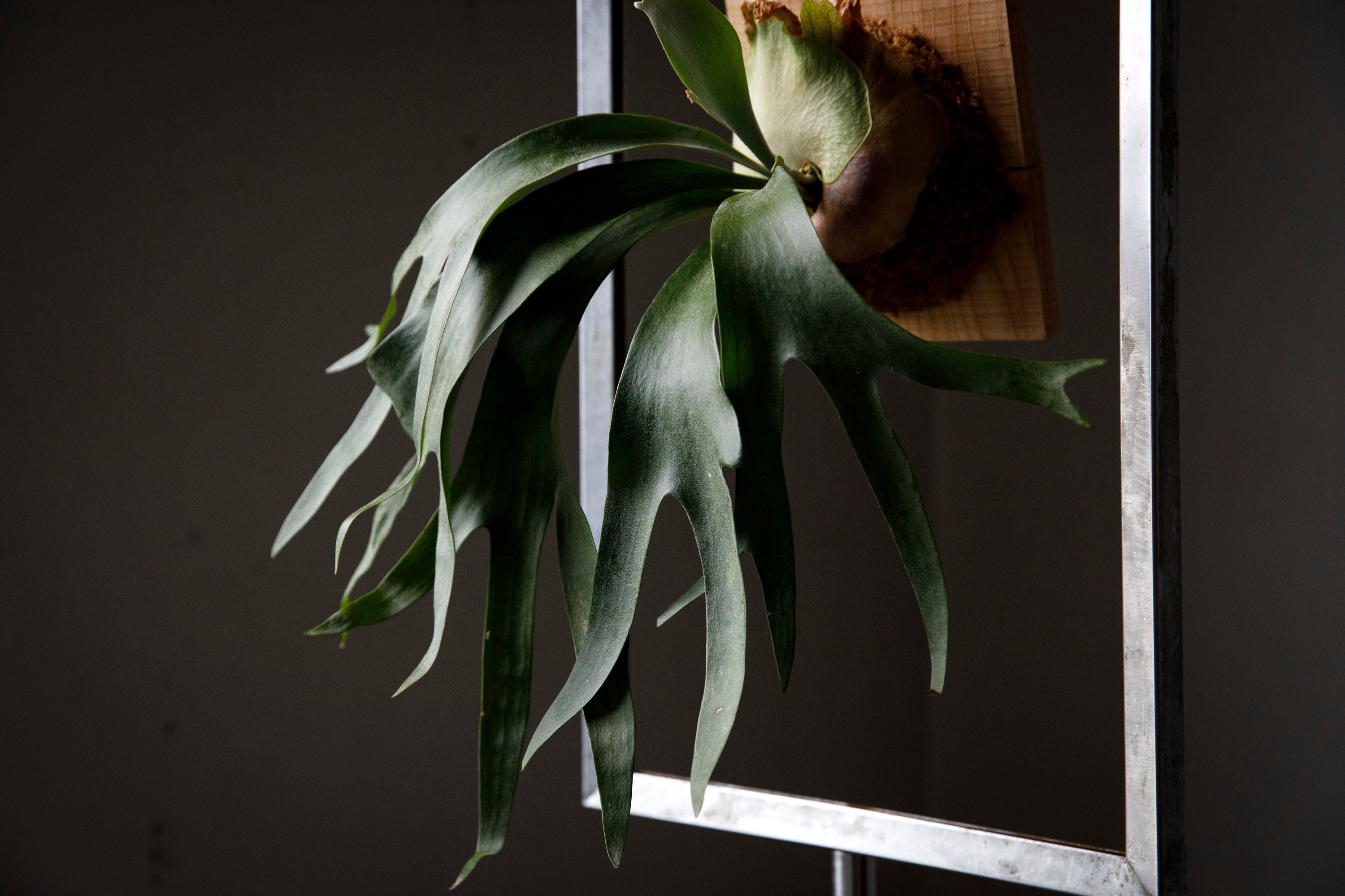 オススメのビカクシダ – reggio