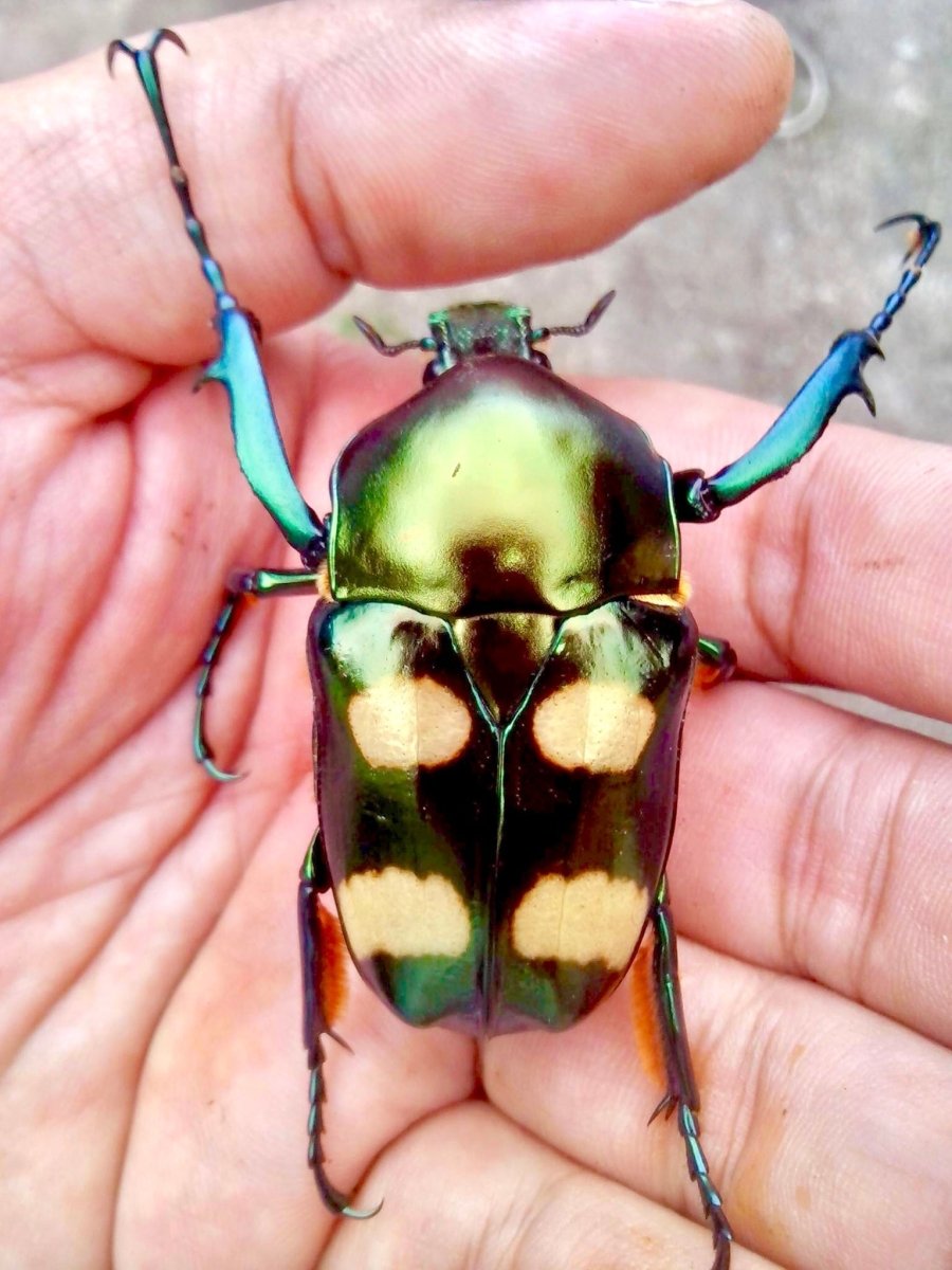 Jumnos ruckeri For Sale | Richard's Inverts