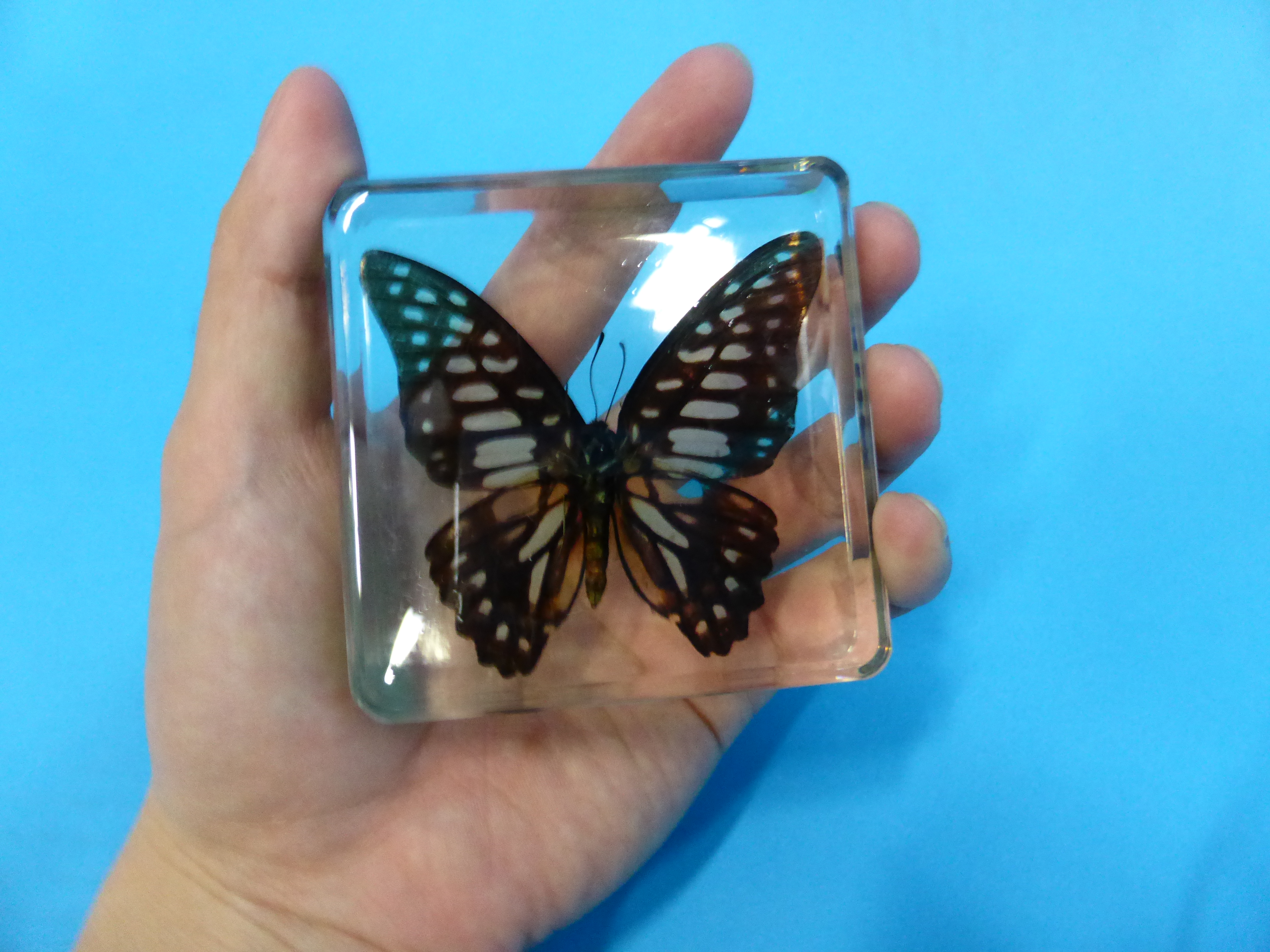 蝶の標本セット 1987年採集 蝶の標本セット 1987年採集 蝶の標本セット