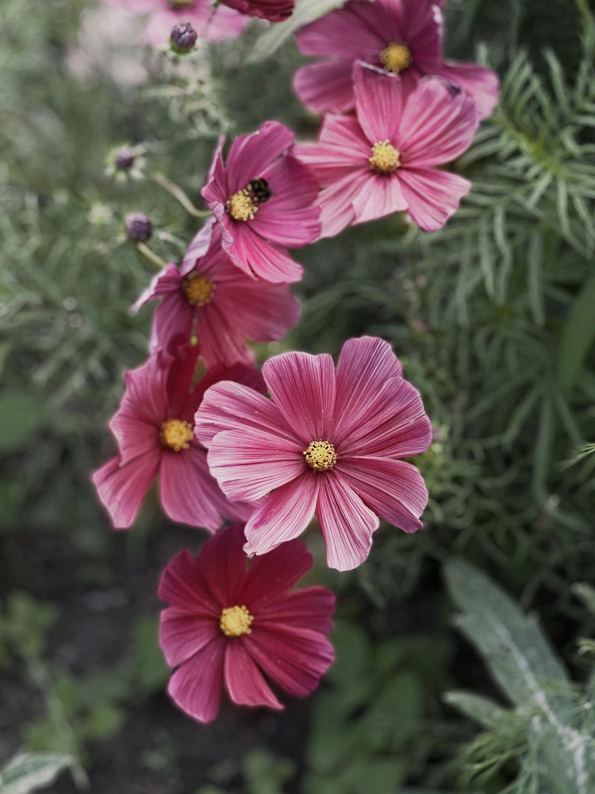 Cosmos 'Xsenia' – Zetas Garden - Online Store