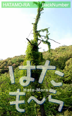 はたも～らのバックナンバー